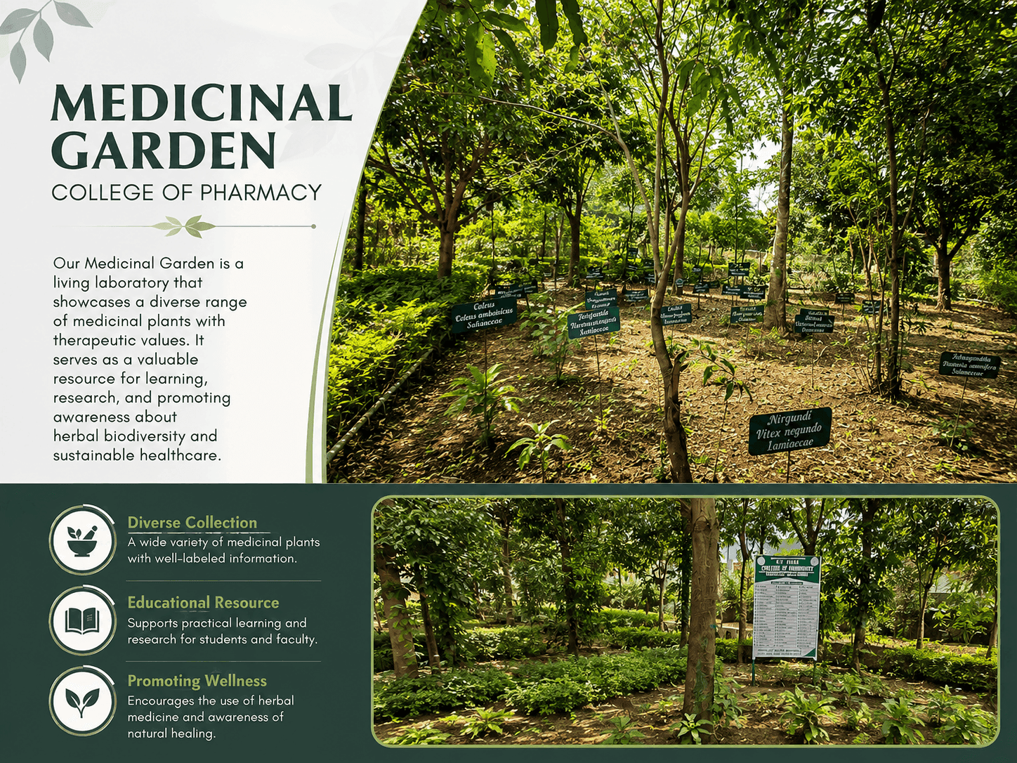 Medical Plant Garden
